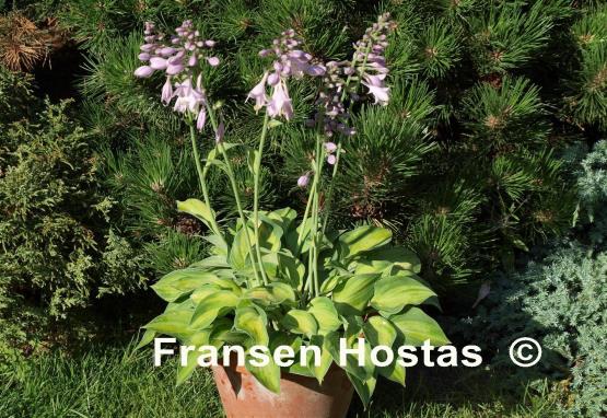 Hosta Tick Tock